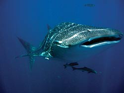 Krabi Diving